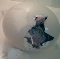 Struisvogel eieren